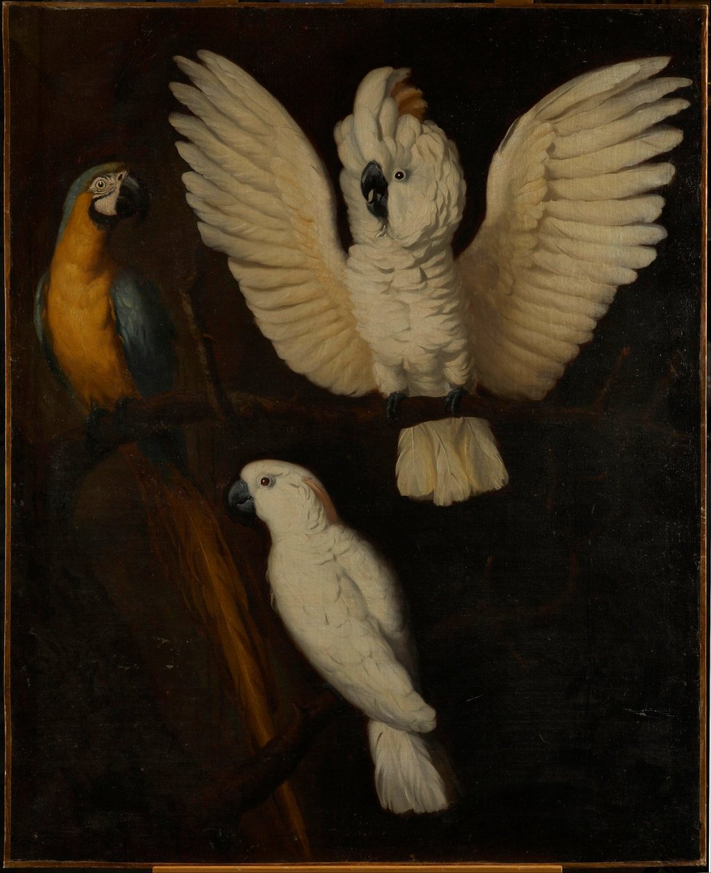 Papagájok, 1670 körül alkotó: Dutch School