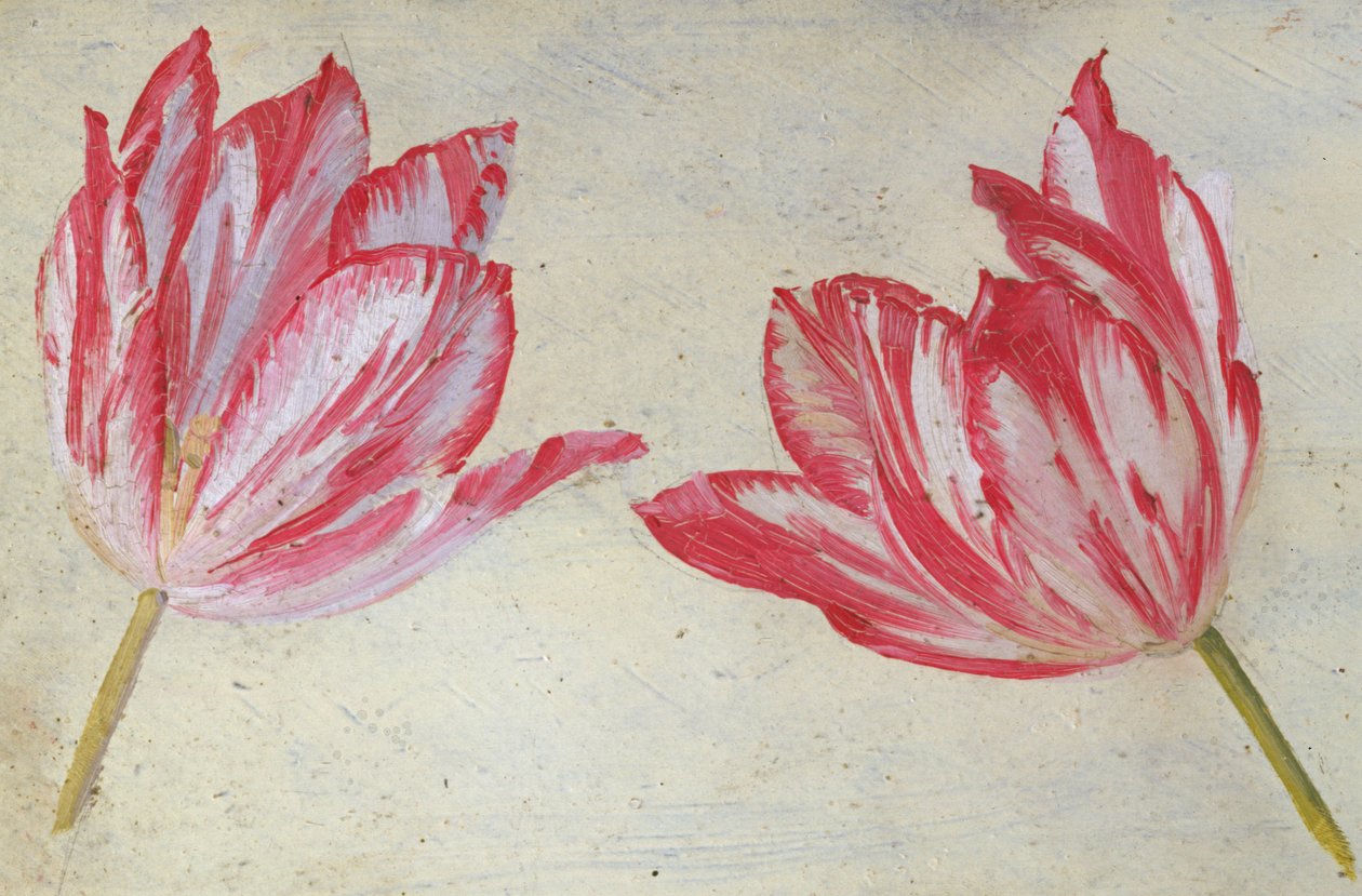 Tanulmányok tulipánokról, 1830 körül (olaj, papír) alkotó: Dutch School