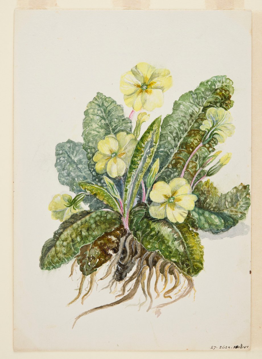 Primula vulgaris Huds Primrose, 1920-as évek. alkotó: EF Crowley