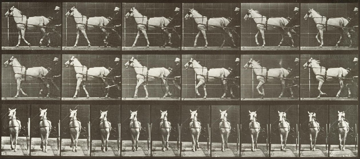 Séta, Sulky, LightGray kanca, Katydid alkotó: Eadweard Muybridge