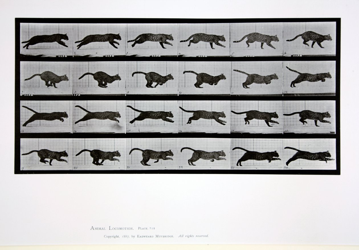 Futó macska, 720-as lemez az „Animal Locomotion”-ból, 1887 alkotó: Eadweard Muybridge