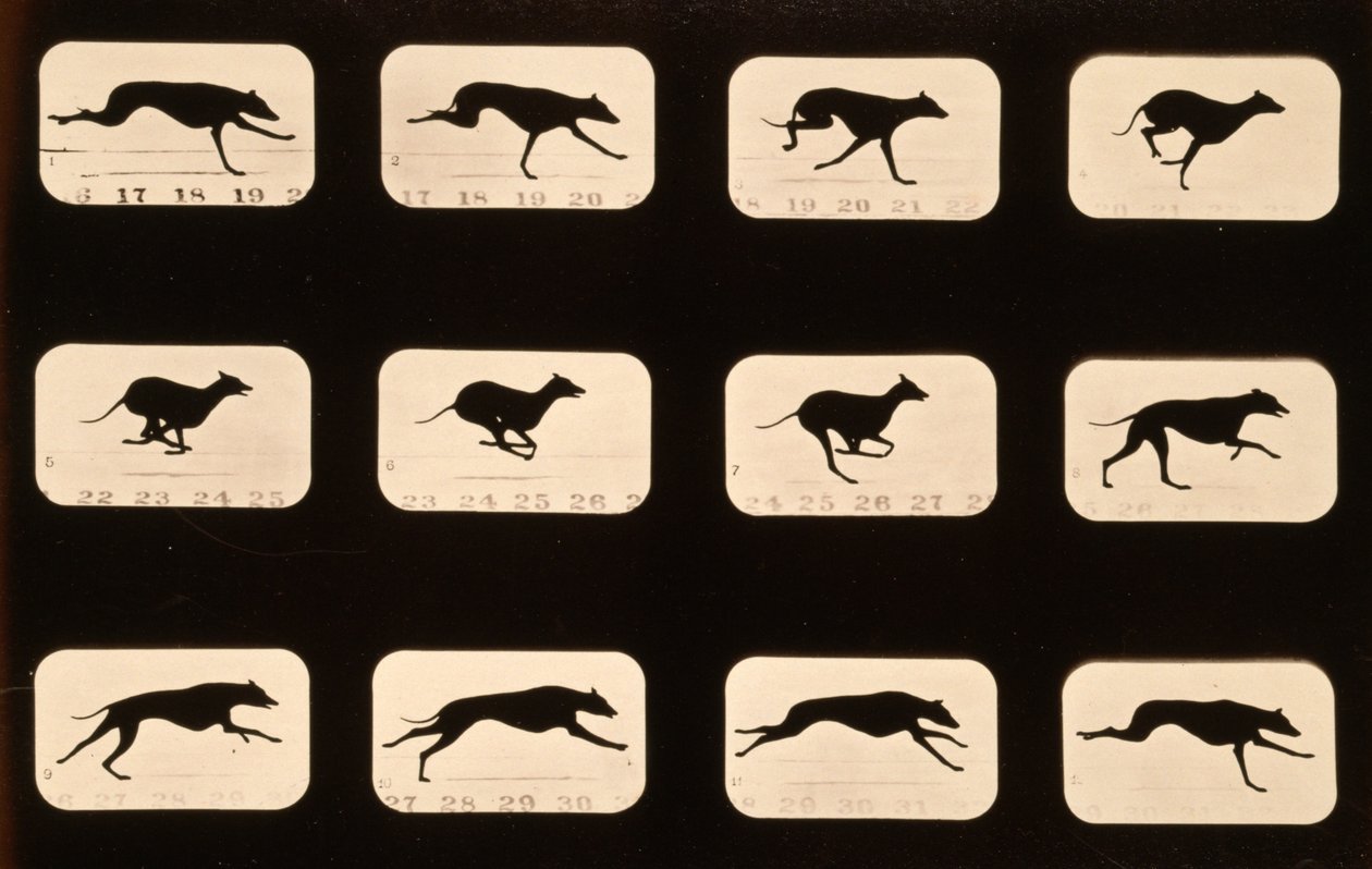 Agár, „Animal Locomotion” sorozatot futtat, 1881 körül alkotó: Eadweard Muybridge