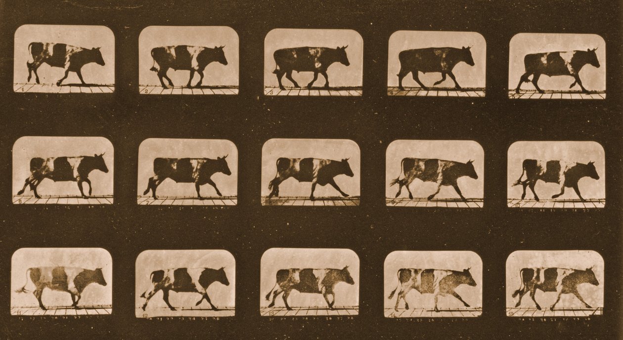 Képsorozat egy ökörfutásról, „Animal Locomotion” sorozat, 1881 körül alkotó: Eadweard Muybridge