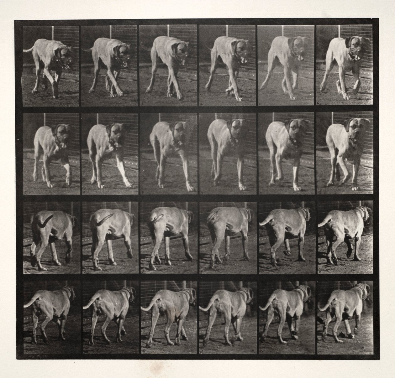 Dread Trotting, 1887. alkotó: Eadweard Muybridge