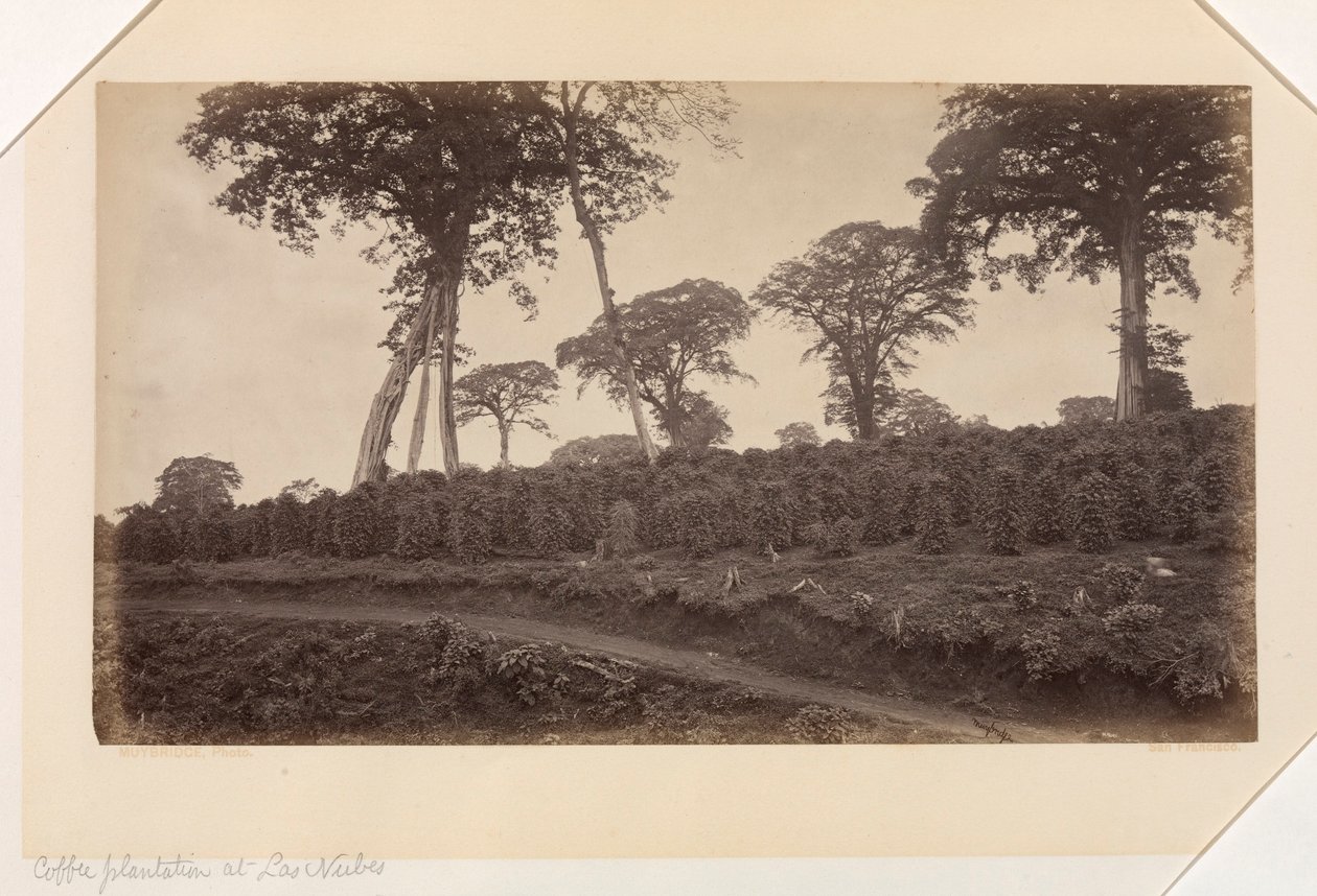 Kávéültetvény Las Nubes-ben, Guatemala alkotó: Eadweard Muybridge