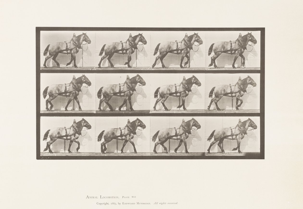 567. tábla. Vontatás; Sötétszürke belga ló, Billy, 1885 alkotó: Eadweard Muybridge