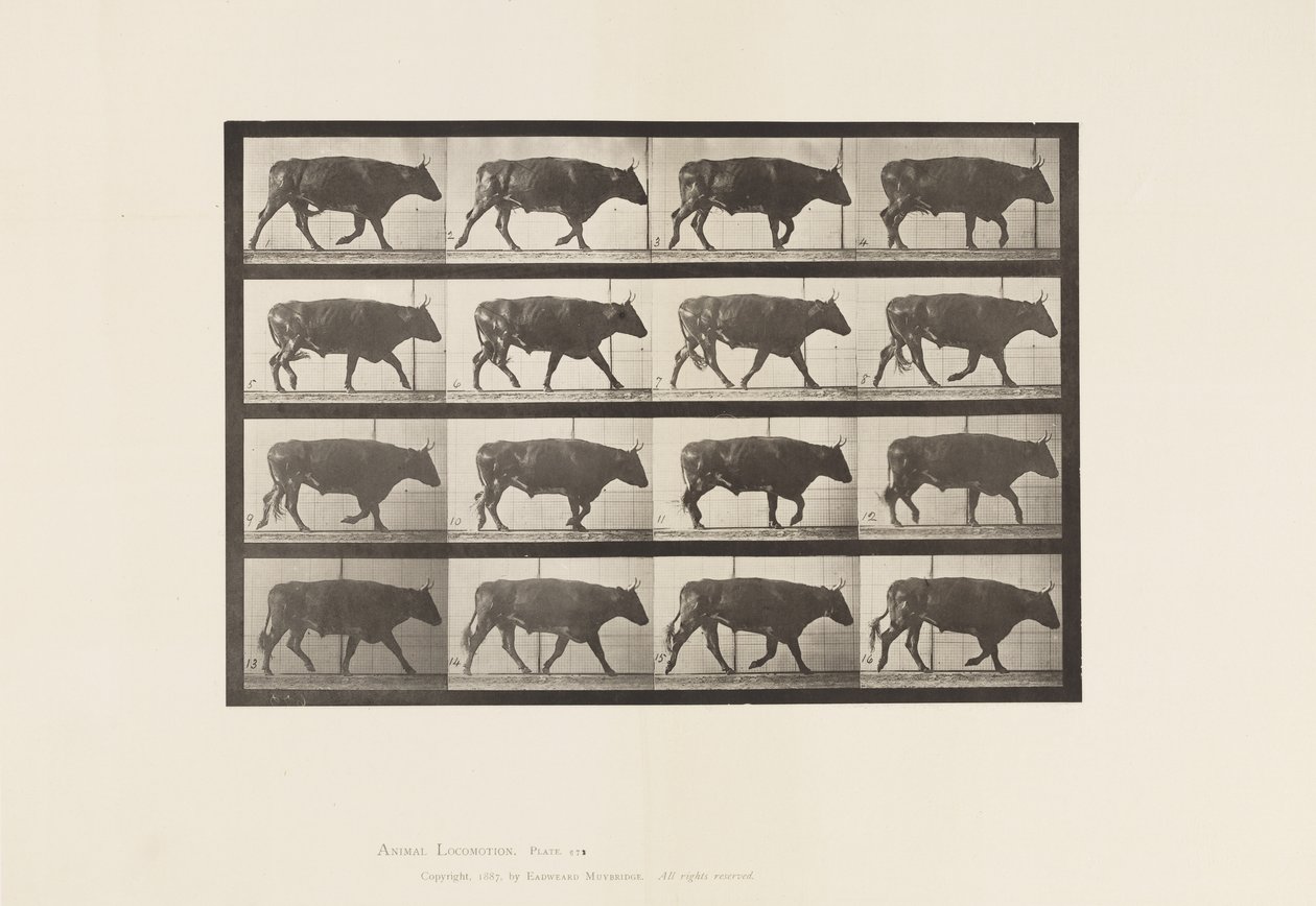 tábla 672. Ökör; Ügető alkotó: Eadweard Muybridge