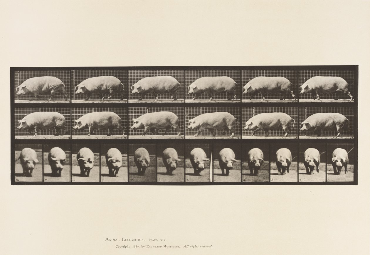 tábla 673. Koca; Séta alkotó: Eadweard Muybridge