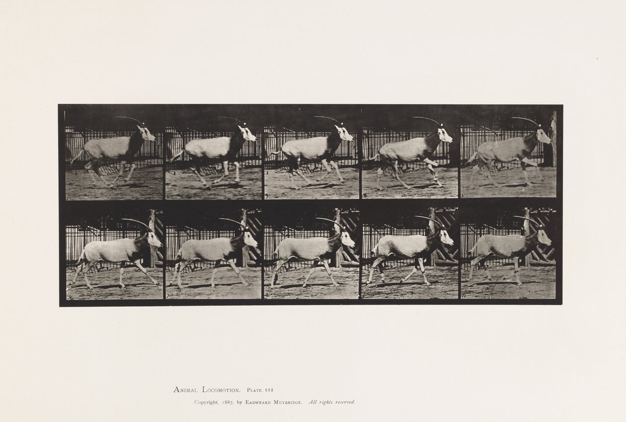 tábla 680. Orex; Galoppozó alkotó: Eadweard Muybridge