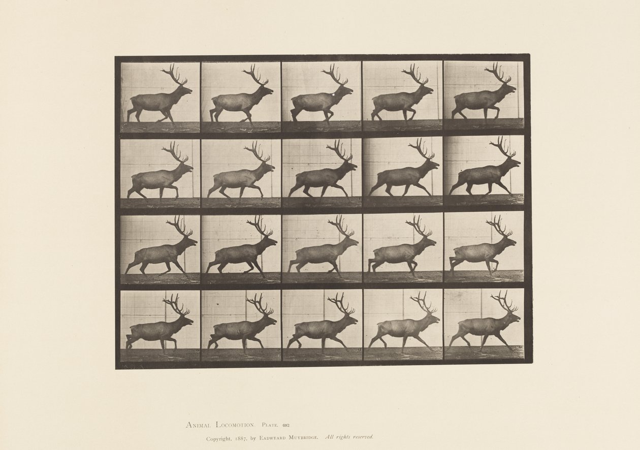 tábla 692. Elk, Ügető alkotó: Eadweard Muybridge