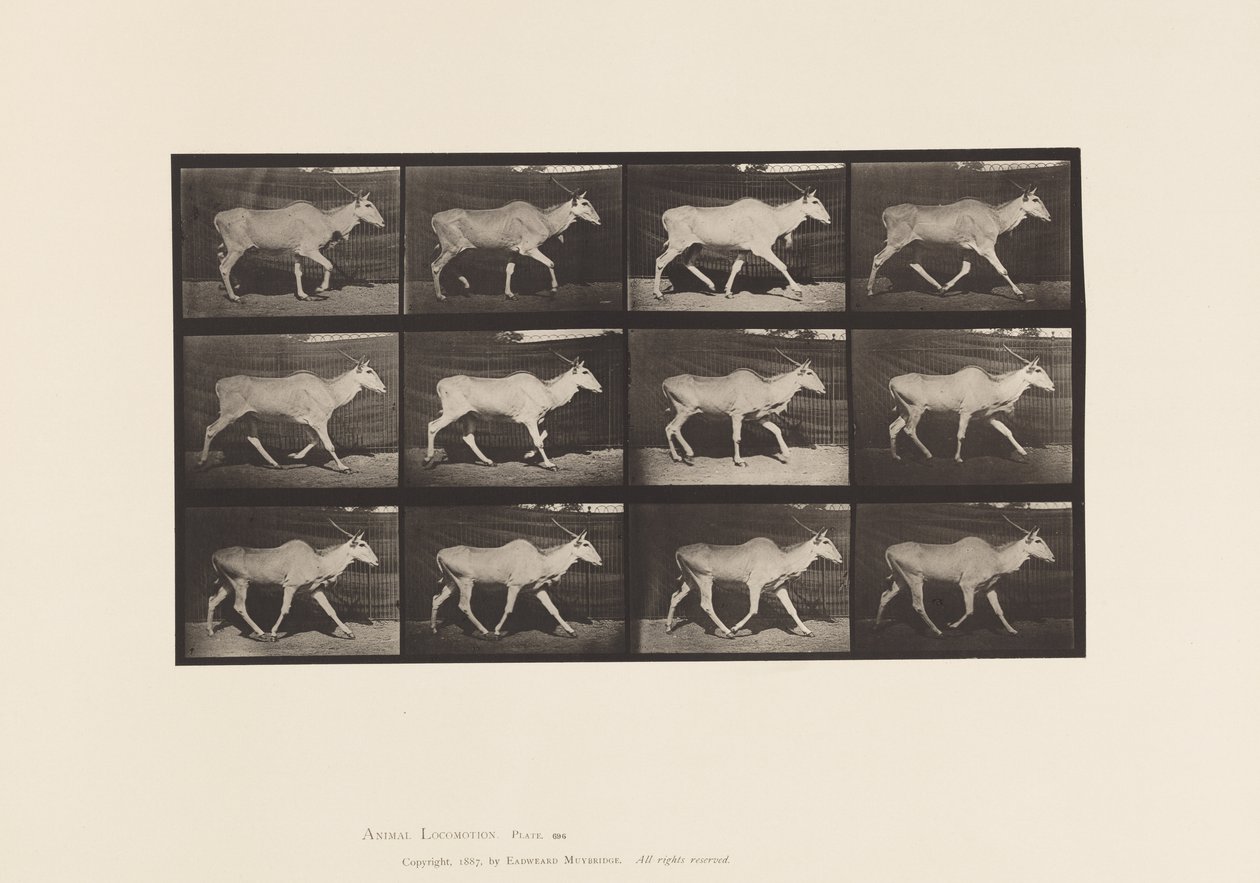 696. tábla. Eland, Ügető alkotó: Eadweard Muybridge