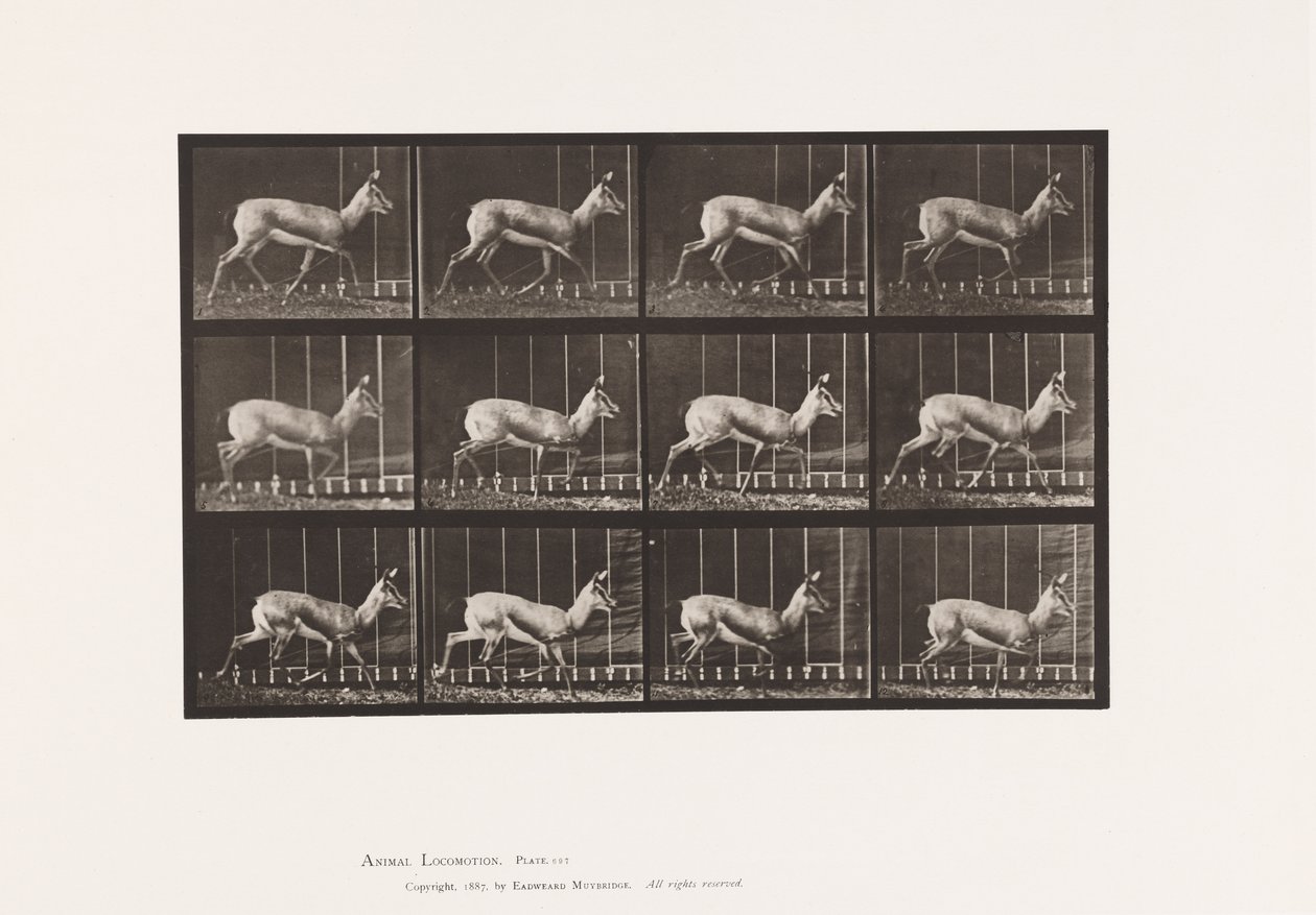 tábla 697. Antilop; Ügető alkotó: Eadweard Muybridge