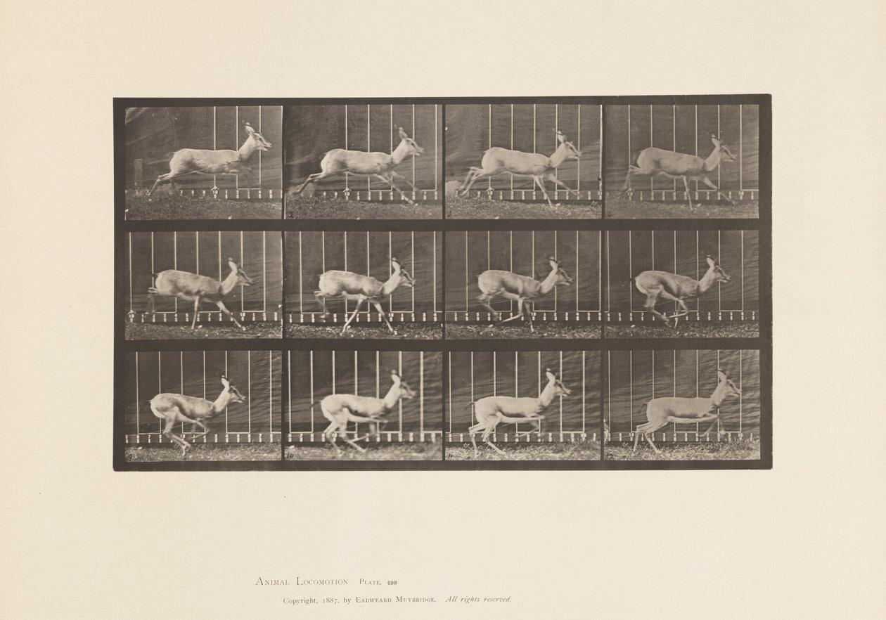 tábla 698. Antilop; Galoppozó alkotó: Eadweard Muybridge