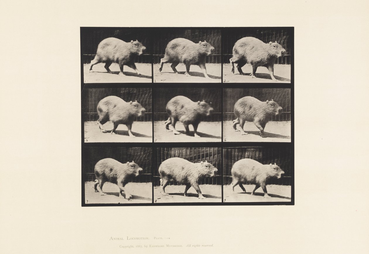 tábla 746. Capybara; Séta alkotó: Eadweard Muybridge