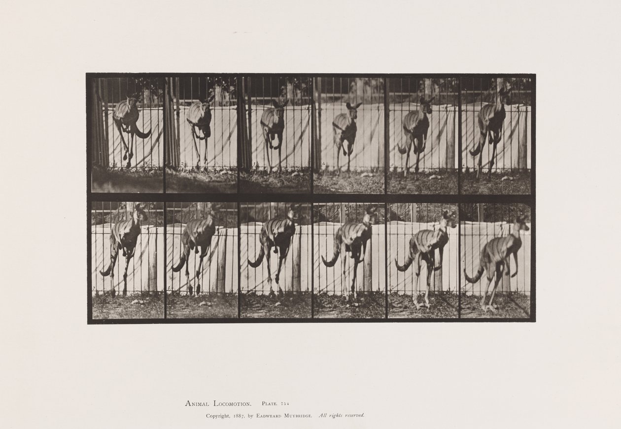 tábla 754. Kenguru; Ugrás alkotó: Eadweard Muybridge