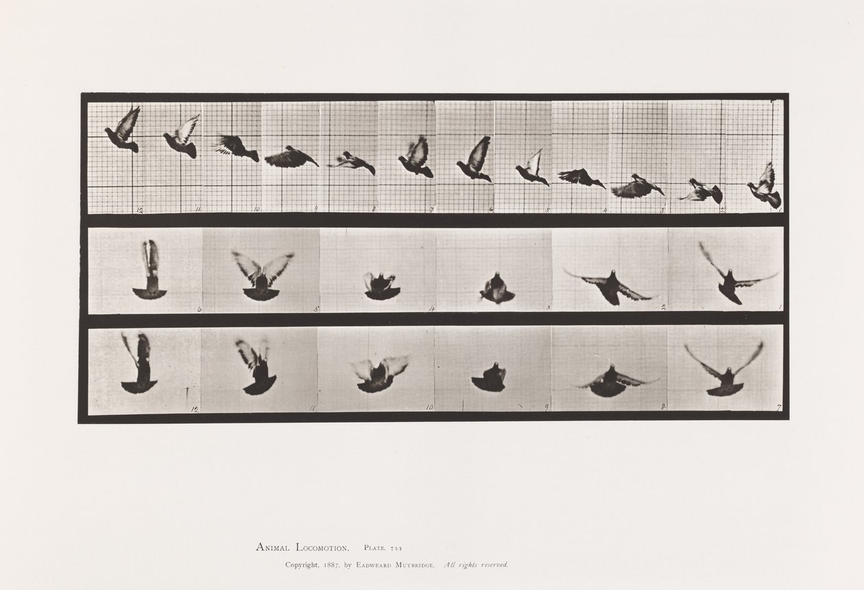 tábla 755. Galamb; Repülő alkotó: Eadweard Muybridge