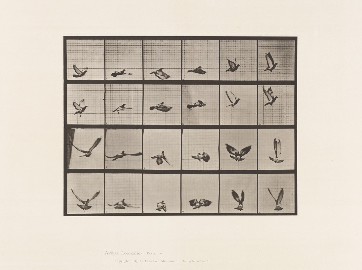 tábla 757. Galamb; Repülő alkotó: Eadweard Muybridge