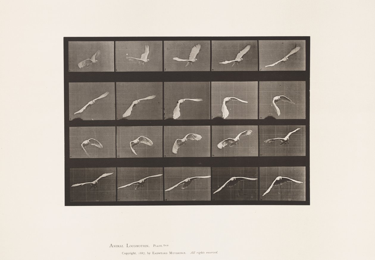 Tányér 760. Kakadu; Repülő alkotó: Eadweard Muybridge