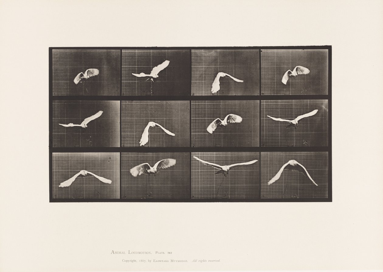 Tányér 762. Kakadu; Repülő alkotó: Eadweard Muybridge