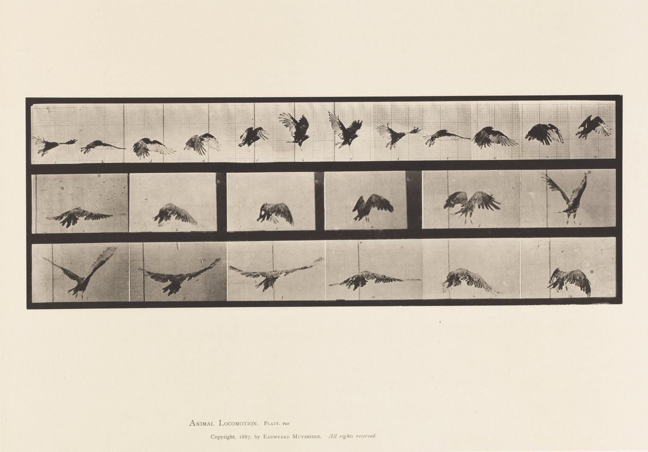 tábla 768. Keselyű; Repülő alkotó: Eadweard Muybridge