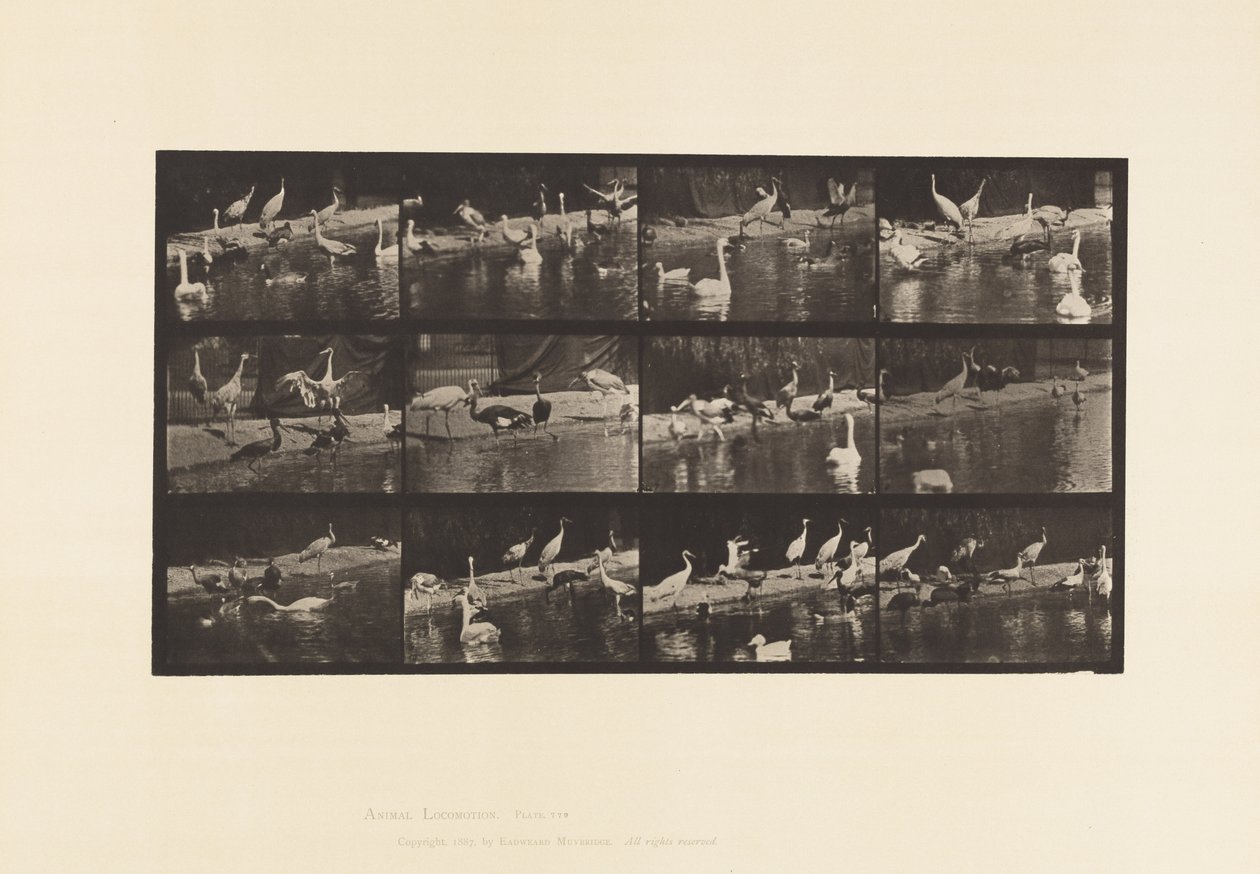 tábla 779. Gólyák; Hattyúk stb. alkotó: Eadweard Muybridge