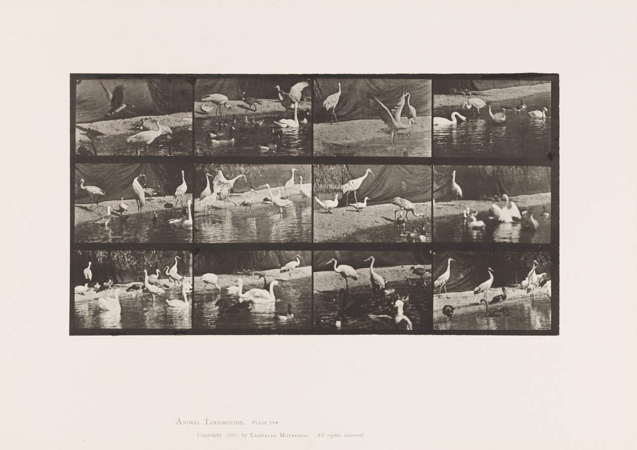 tábla 780. Gólyák; Hattyúk stb. alkotó: Eadweard Muybridge