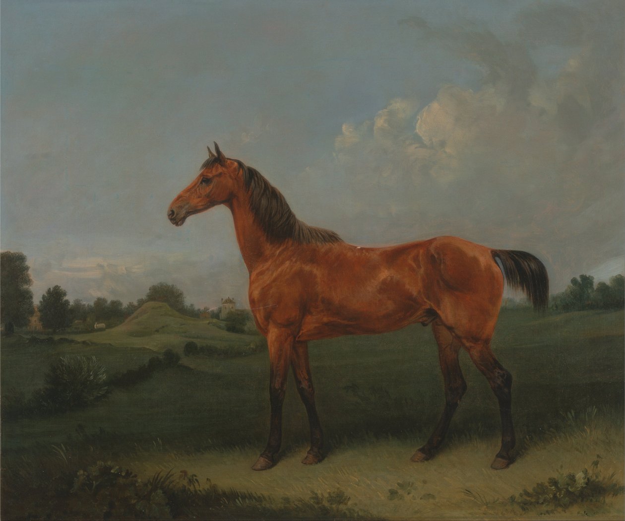Öbölbeli ló a mezőn alkotó: Edmund Bristow