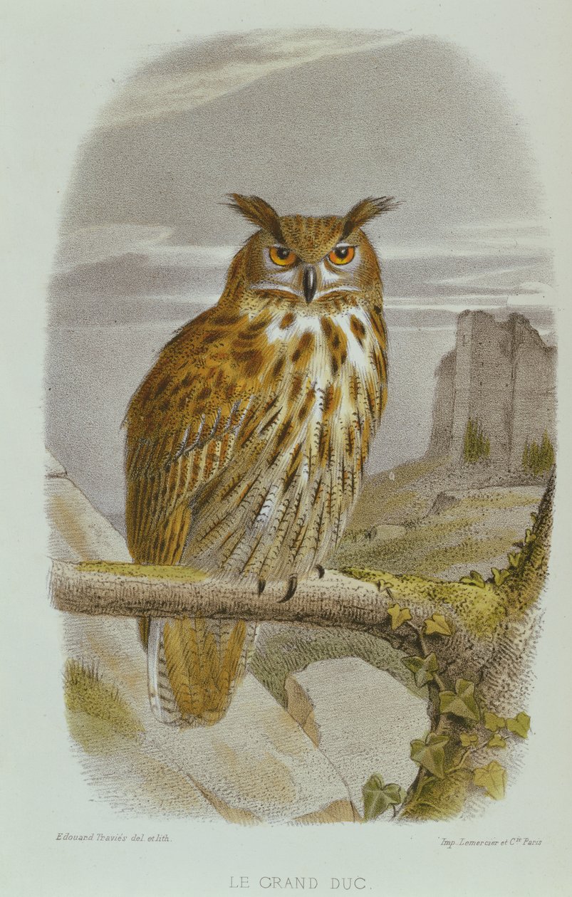 ázsiai bagoly (Bubo Bubo) alkotó: Edouard Travies
