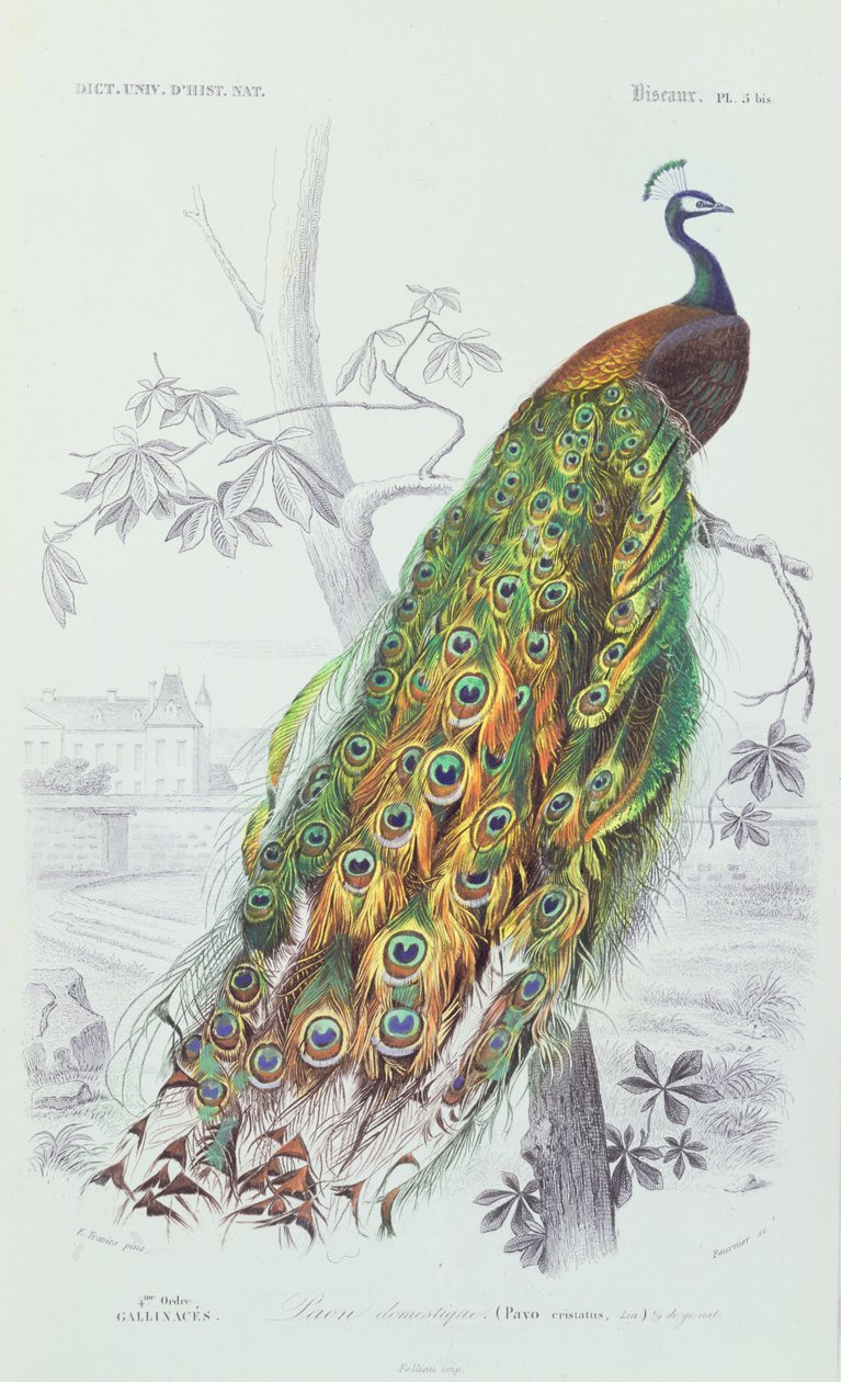A páva, illusztráció Charles d