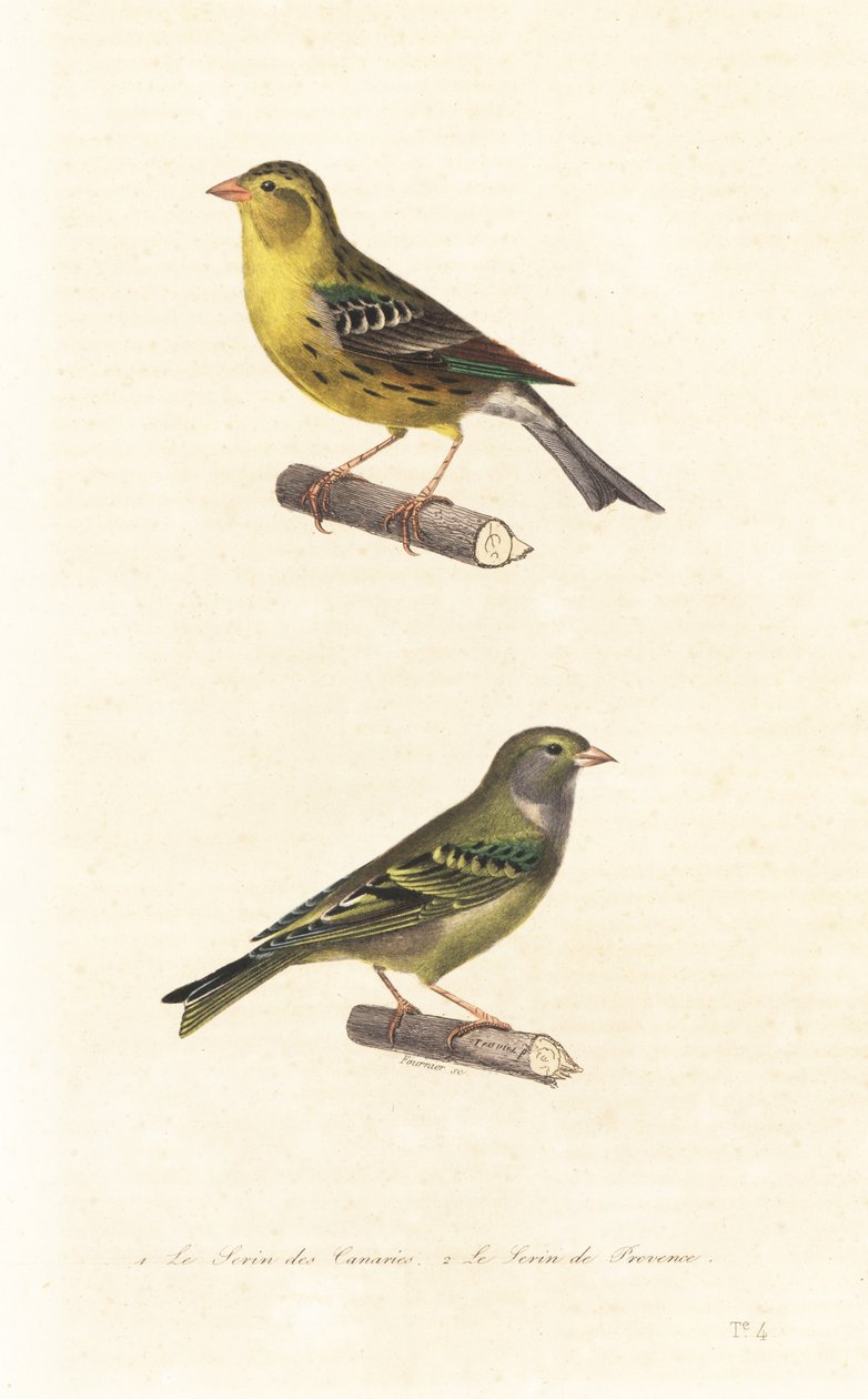 Atlantic canary and European serin.   1398493   hu       hungarian Successfully Translated  Original: Untitled (The El) Translat: Untitled (The El) 1334710 hu hungarian Successfully Translated Original: Textile Translat: Textile 1260311 hu hungarian Succes alkotó: Edouard (after) Travies