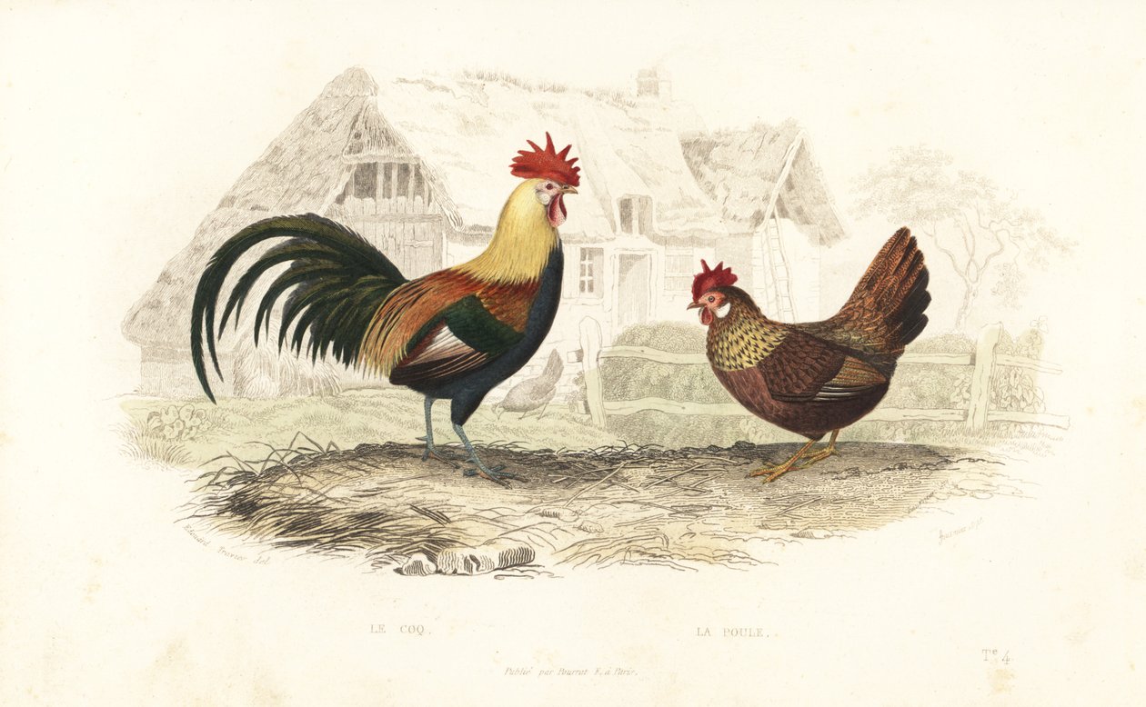 Kakas és tyúk, Phasianus gallus. alkotó: Edouard (after) Travies