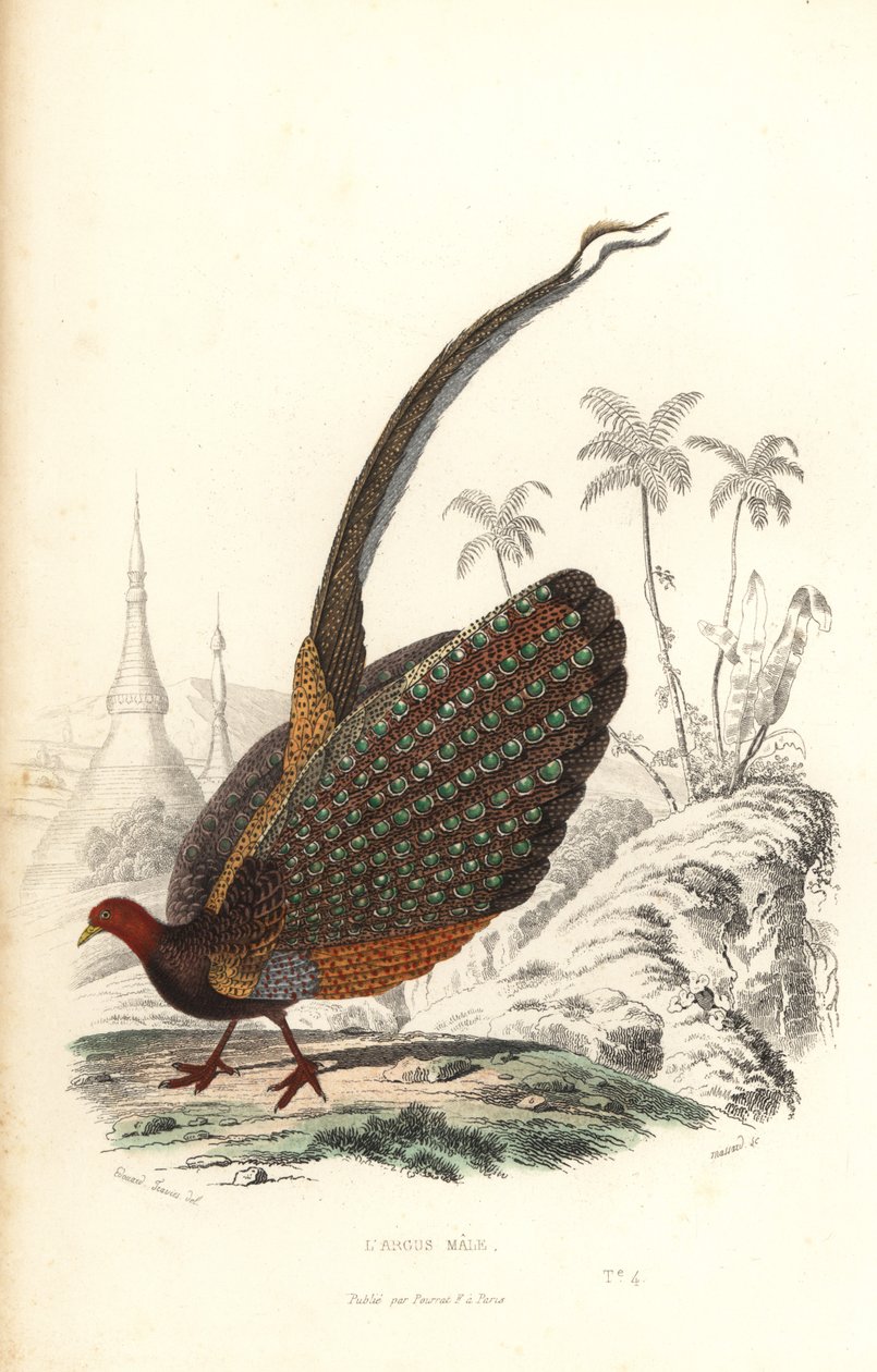 Nagy argus, Argusianus argus, sebezhető. alkotó: Edouard (after) Travies