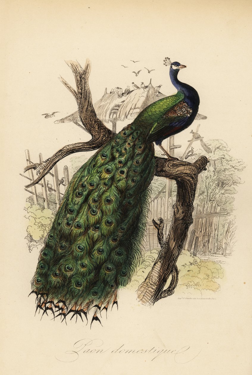 Indiai páva, Pavo cristatus alkotó: Edouard (after) Travies