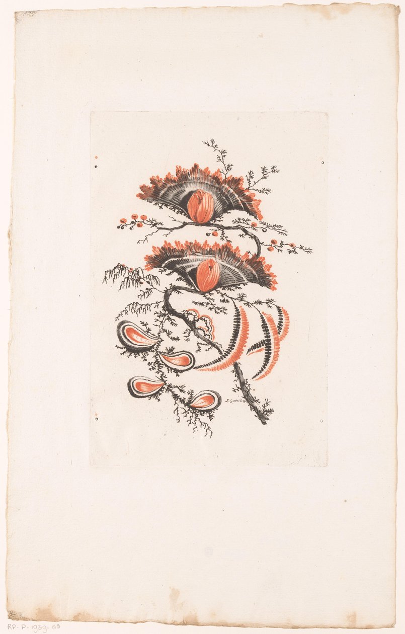 Legyező alakú virágok Fleurs Idealle (sorozat címe) alkotó: Edouard Gautier Dagoty