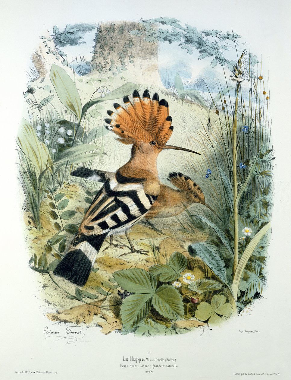 Hoopoe (Upupa Epops) alkotó: Edouard Travies