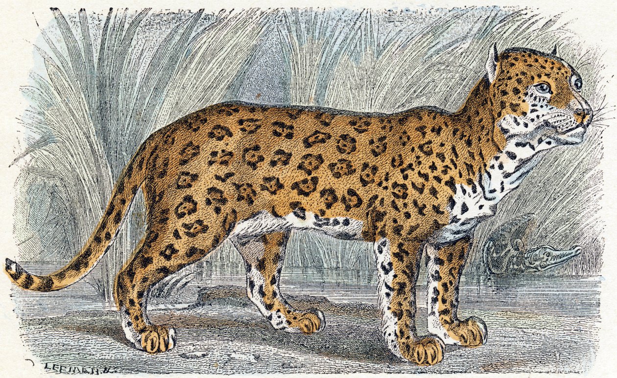 Jaguár- „Az ábécé állatokat illusztrál” 19. század (metszet) alkotó: Edouard Travies
