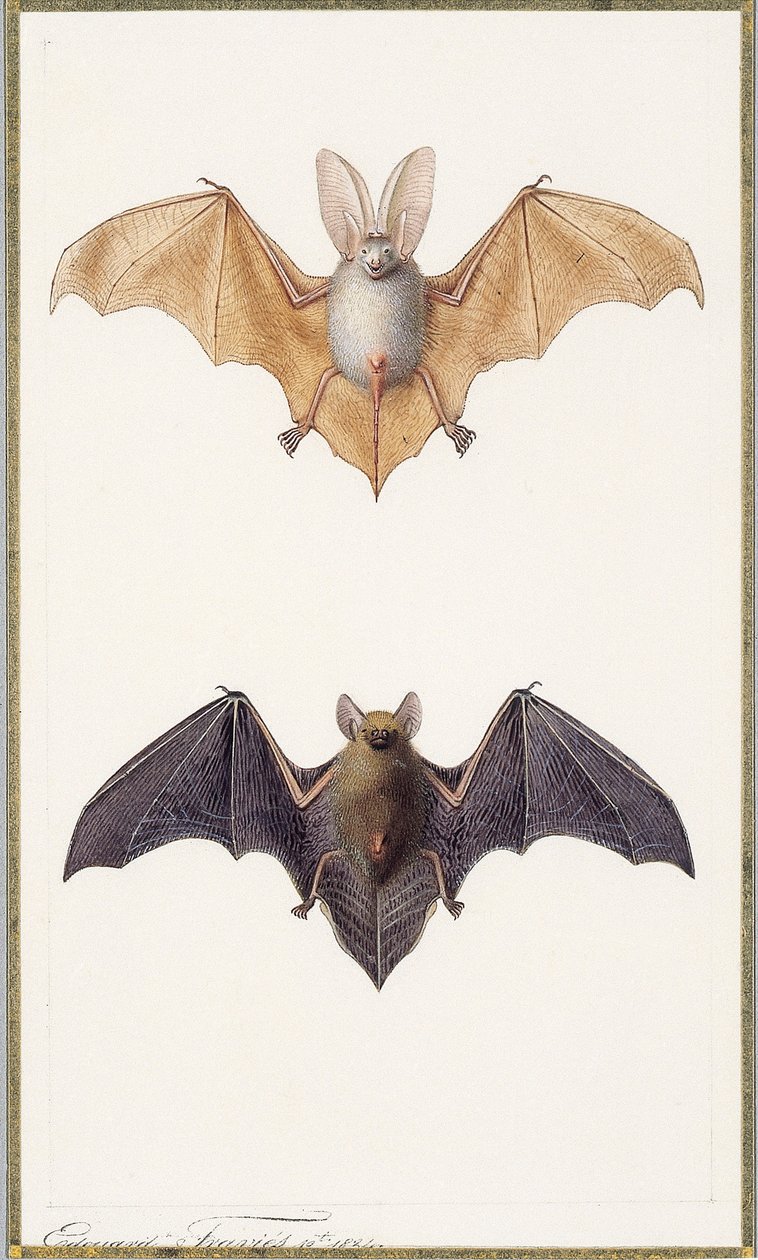 Hosszúfülű denevér és közönséges denevér, 1834 alkotó: Edouard Travies