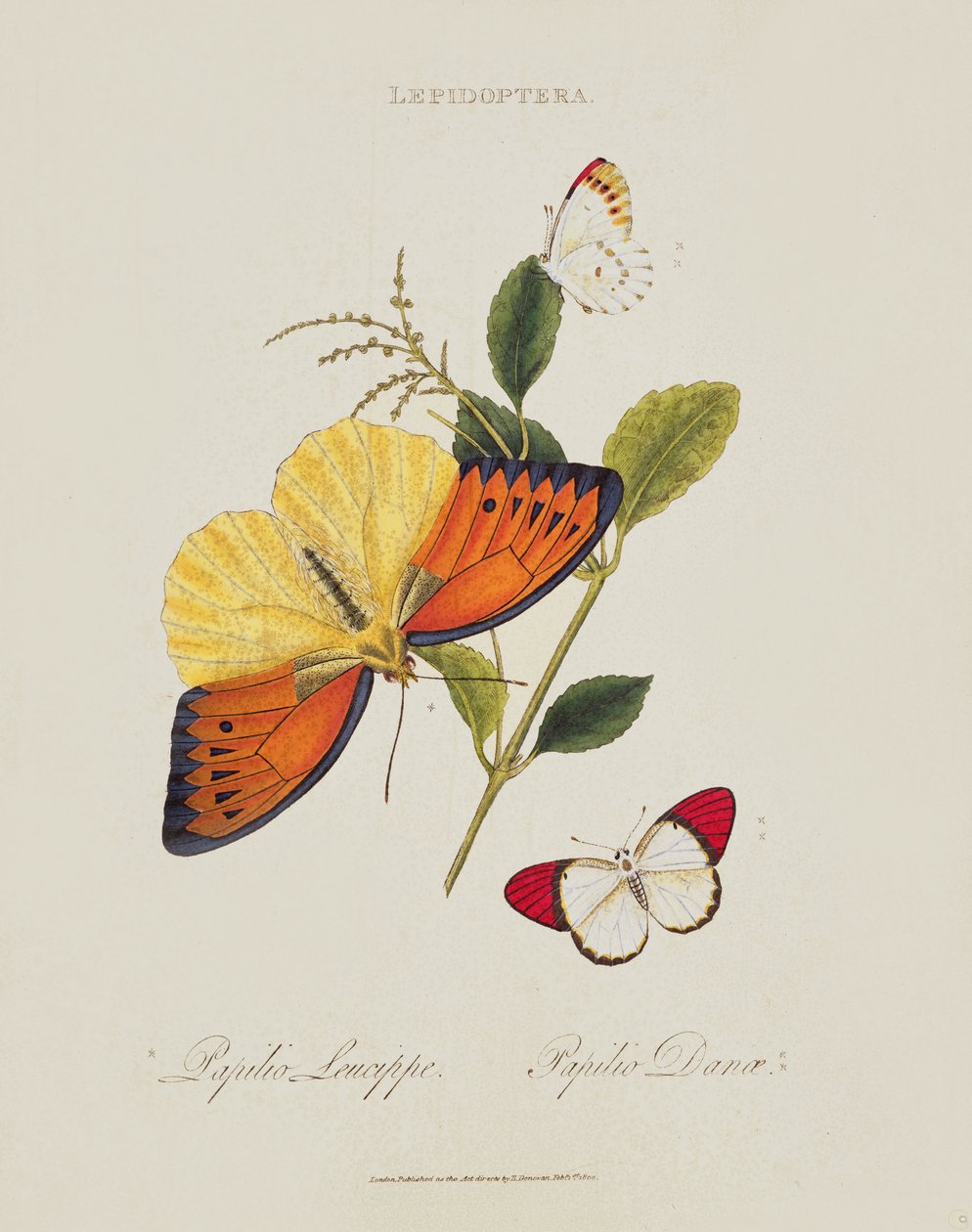 Pillangók: Papilio Leucippe; Papilio Danae, pub. a művésztől, 1800 alkotó: Edward Donovan