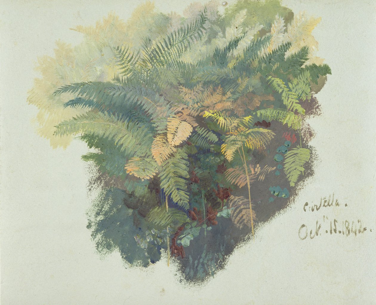 A Study of Ferns, Citivella, 1842, (olaj szürke szőtt papíron) alkotó: Edward Lear