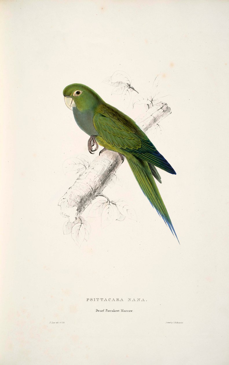 Aratinga naná alkotó: Edward Lear