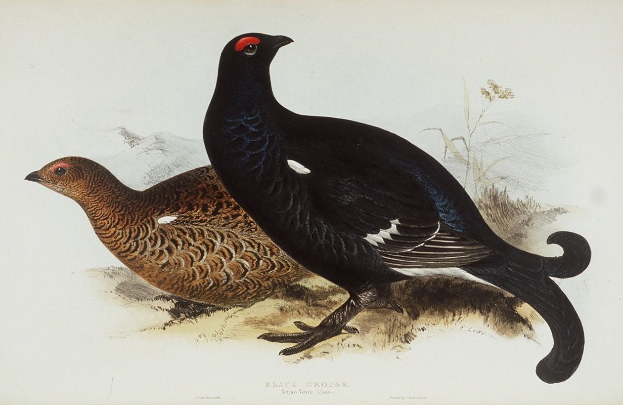 Fekete nyírfajd alkotó: Edward Lear
