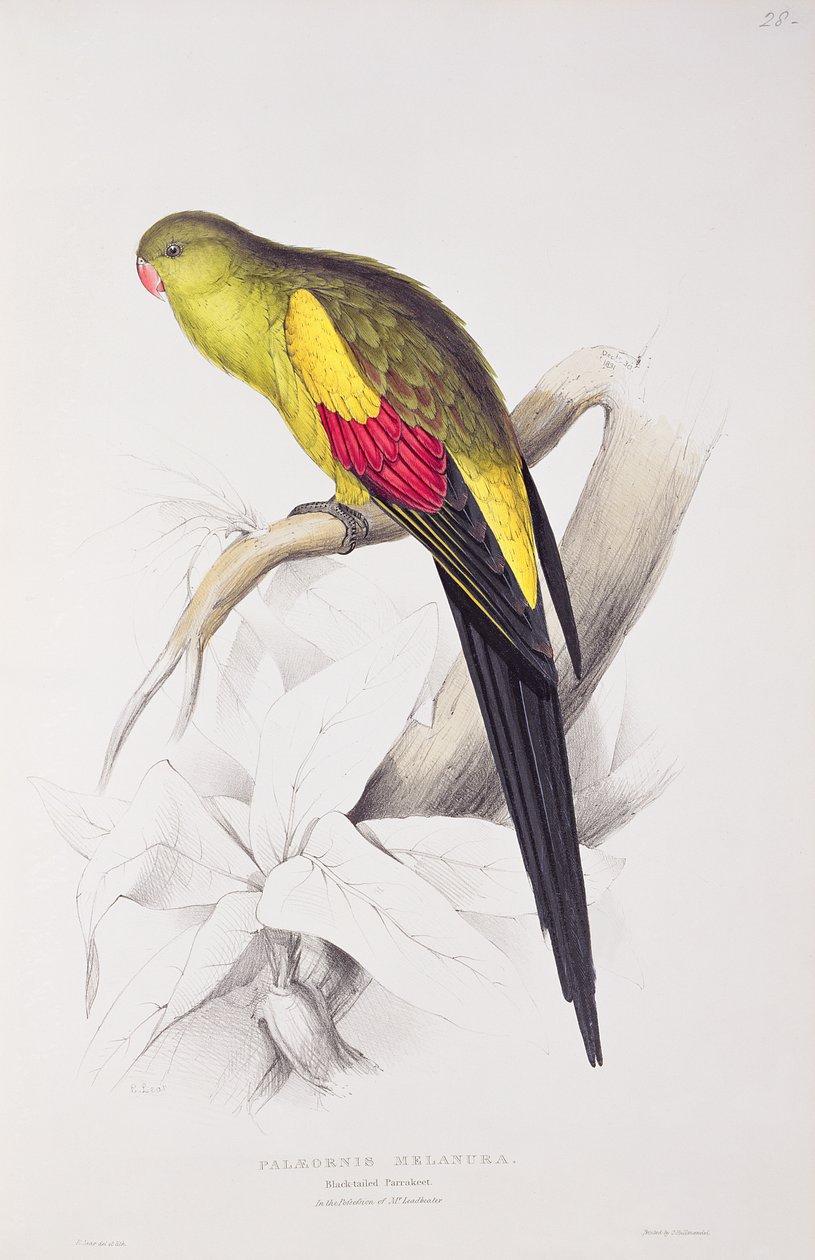 Feketefarkú papagáj alkotó: Edward Lear