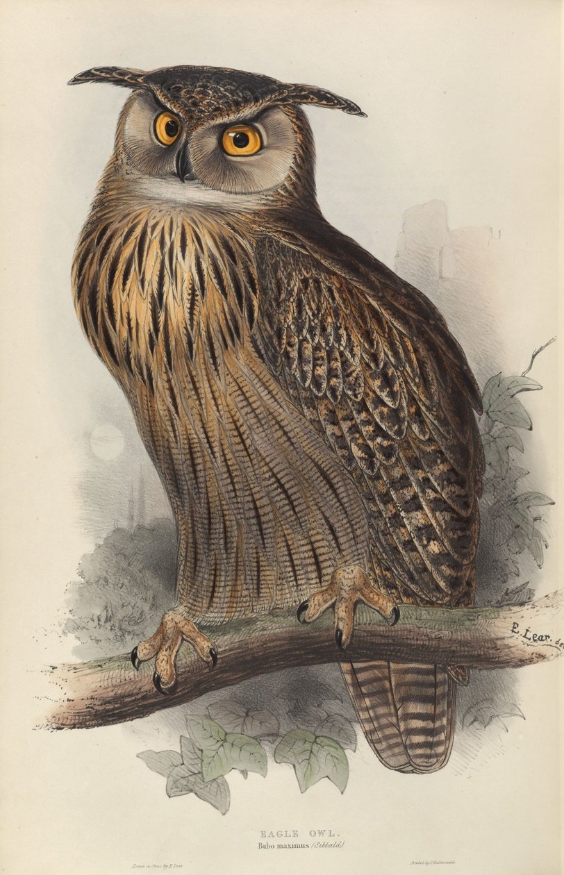 Bubo maximus alkotó: Edward Lear