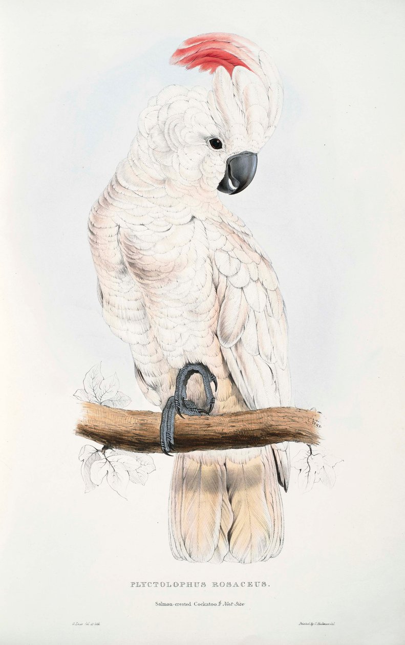 Cacatua moluccensis alkotó: Edward Lear