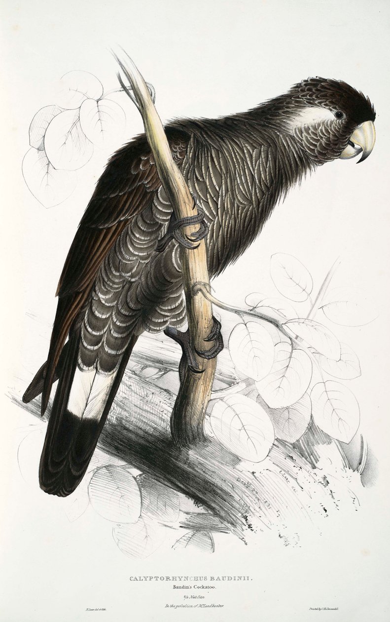 Calyptorhynchus alkotó: Edward Lear