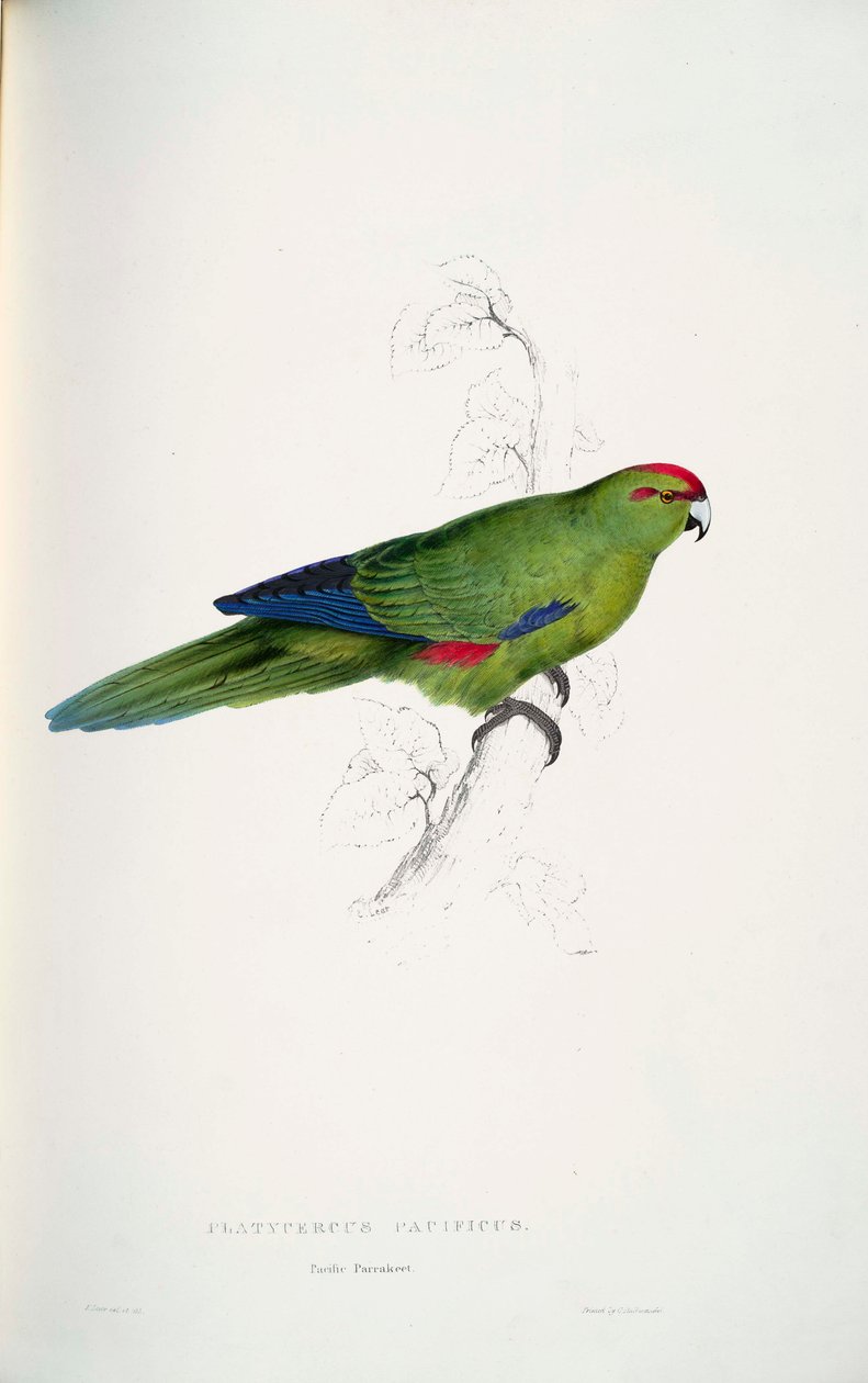 Cyanoramphus niloticus alkotó: Edward Lear
