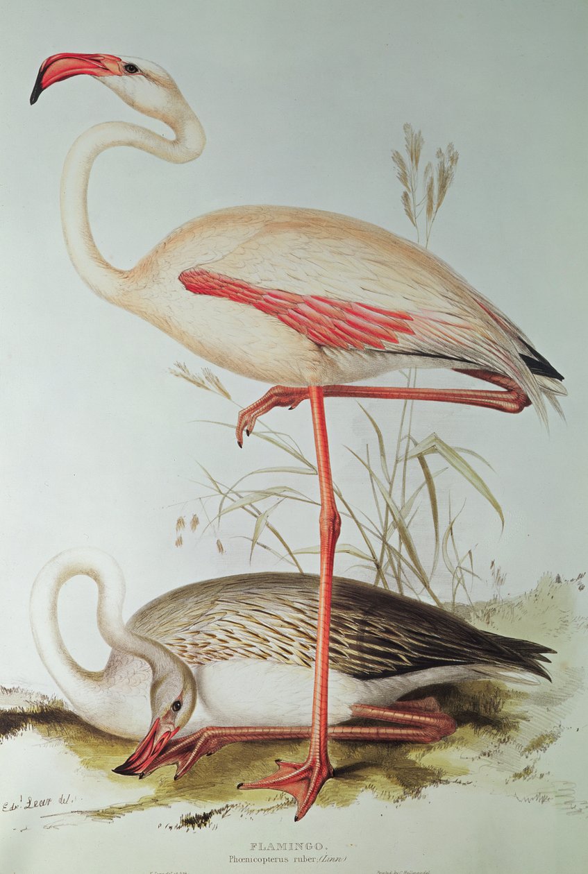 Flamingó alkotó: Edward Lear