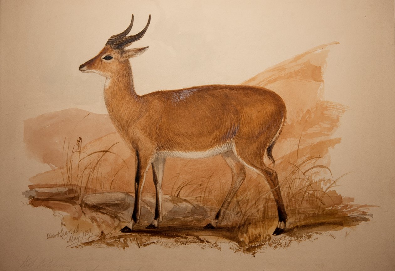 Kob Antilop, 1837 alkotó: Edward Lear