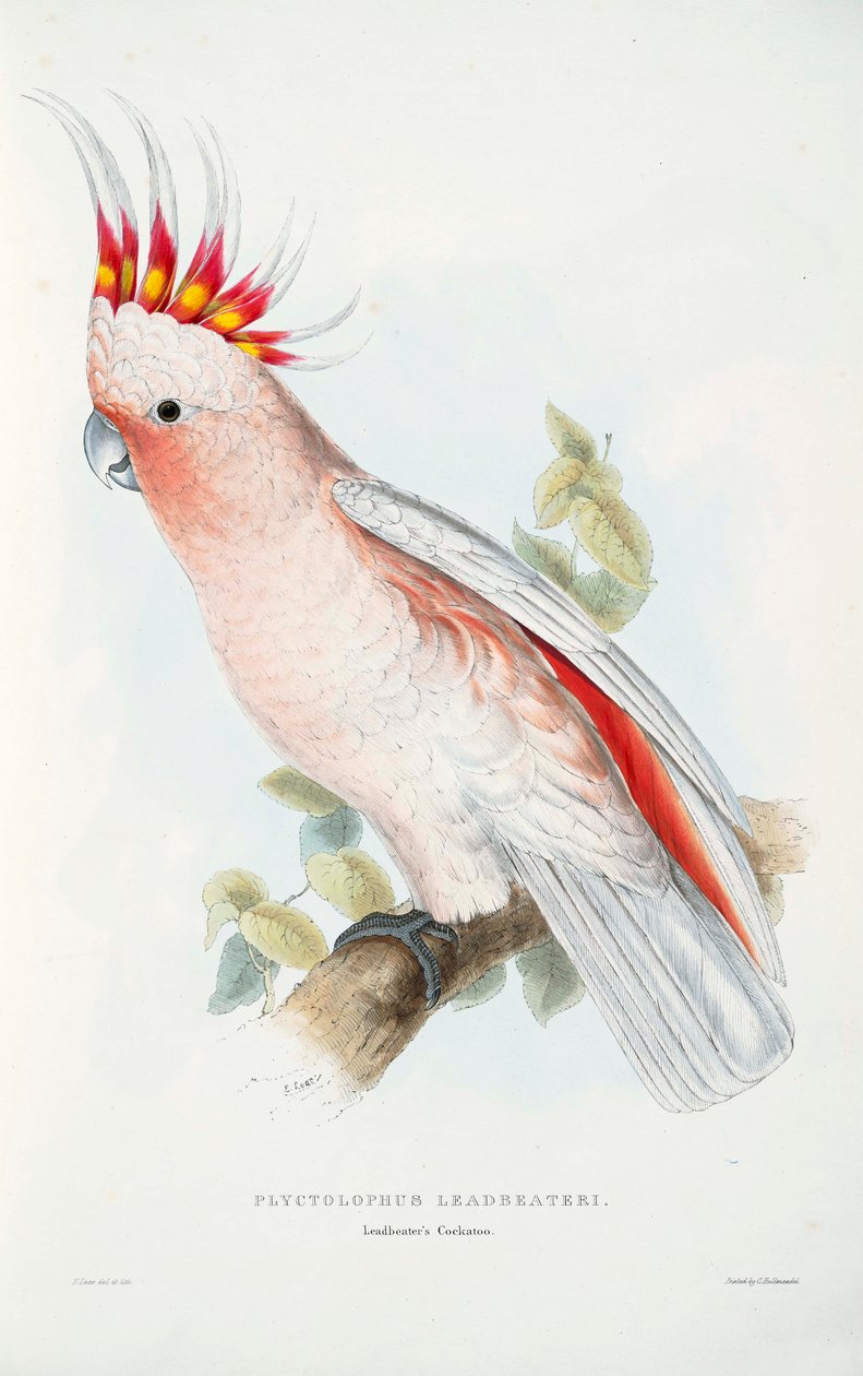 Lophochroa leadbeateri alkotó: Edward Lear