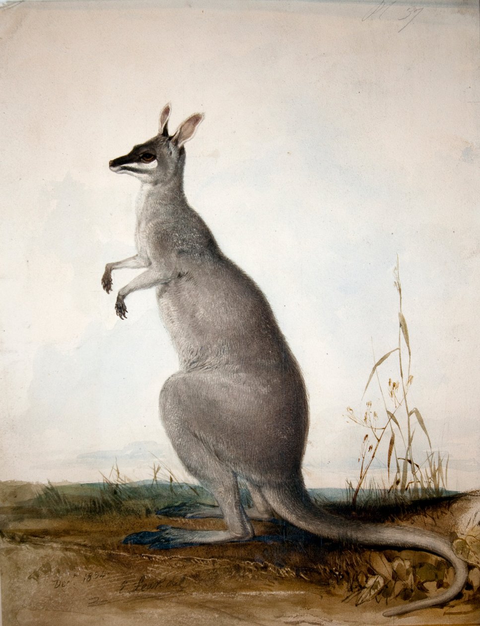 Macropus parryi, 1834 alkotó: Edward Lear